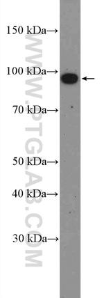 MIOS Antibody in Western Blot (WB)