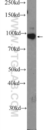 MIOS Antibody in Western Blot (WB)
