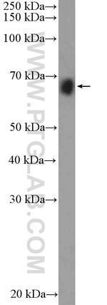 FAM171A2 Antibody in Western Blot (WB)