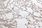 CXorf22 Antibody in Immunohistochemistry (Paraffin) (IHC (P))