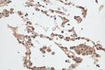CXorf22 Antibody in Immunohistochemistry (Paraffin) (IHC (P))