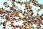 CXorf22 Antibody in Immunohistochemistry (Paraffin) (IHC (P))