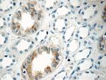 GPR3 Antibody in Immunohistochemistry (Paraffin) (IHC (P))