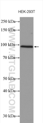 EZH1 Antibody in Western Blot (WB)