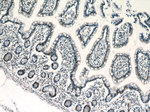 ZSCAN20 Antibody in Immunohistochemistry (Paraffin) (IHC (P))