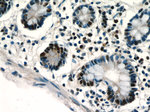 ZSCAN20 Antibody in Immunohistochemistry (Paraffin) (IHC (P))