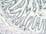 ZSCAN20 Antibody in Immunohistochemistry (Paraffin) (IHC (P))