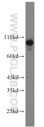 ZSCAN20 Antibody in Western Blot (WB)