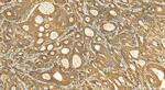 MICU2 Antibody in Immunohistochemistry (Paraffin) (IHC (P))