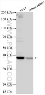 MICU2 Antibody in Western Blot (WB)