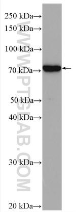 CCDC93 Antibody in Western Blot (WB)
