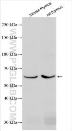 SLC15A3 Antibody in Western Blot (WB)