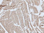 TTC19 Antibody in Immunohistochemistry (Paraffin) (IHC (P))