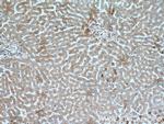 AIFM2 Antibody in Immunohistochemistry (Paraffin) (IHC (P))