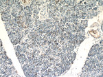SDF2L1 Antibody in Immunohistochemistry (Paraffin) (IHC (P))
