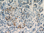 SDF2L1 Antibody in Immunohistochemistry (Paraffin) (IHC (P))