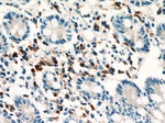 SDF2L1 Antibody in Immunohistochemistry (Paraffin) (IHC (P))