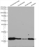 SDF2L1 Antibody in Western Blot (WB)