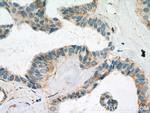 FBXL15 Antibody in Immunohistochemistry (Paraffin) (IHC (P))