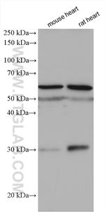 SLC47A1 Antibody in Western Blot (WB)