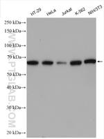 BRAF Antibody in Western Blot (WB)