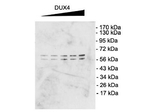 DUX4 Antibody in Western Blot (WB)