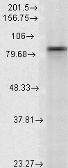 HSP90 alpha Antibody in Western Blot (WB)
