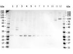 TNF alpha Antibody in Western Blot (WB)