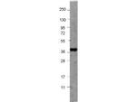 NAG-1 Polyclonal Antibody