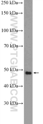 CCDC83 Antibody in Western Blot (WB)
