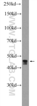 CCDC83 Antibody in Western Blot (WB)
