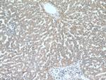 C3orf20 Antibody in Immunohistochemistry (Paraffin) (IHC (P))