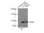 C3orf20 Antibody in Immunoprecipitation (IP)