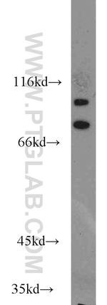 C3orf20 Antibody in Western Blot (WB)