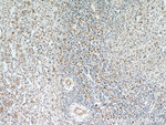 FAM185A Antibody in Immunohistochemistry (Paraffin) (IHC (P))
