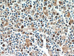 FAM185A Antibody in Immunohistochemistry (Paraffin) (IHC (P))