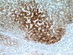 FAM185A Antibody in Immunohistochemistry (Paraffin) (IHC (P))