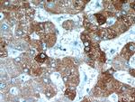 FAM185A Antibody in Immunohistochemistry (Paraffin) (IHC (P))
