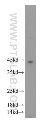 FAM185A Antibody in Western Blot (WB)