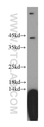 FAM185A Antibody in Western Blot (WB)