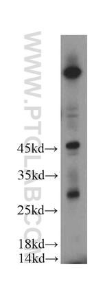 FAM185A Antibody in Western Blot (WB)