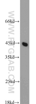 C3orf21 Antibody in Western Blot (WB)