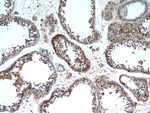 WDR37 Antibody in Immunohistochemistry (Paraffin) (IHC (P))