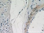 WDR37 Antibody in Immunohistochemistry (Paraffin) (IHC (P))