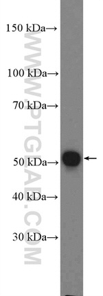 LRRC17 Antibody in Western Blot (WB)