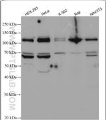 ITCH Antibody in Western Blot (WB)
