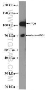 ITCH Antibody in Western Blot (WB)