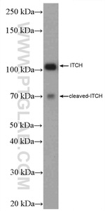 ITCH Antibody in Western Blot (WB)