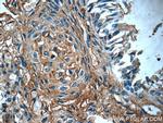 PTAFR Antibody in Immunohistochemistry (Paraffin) (IHC (P))
