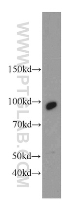 C7orf58 Antibody in Western Blot (WB)